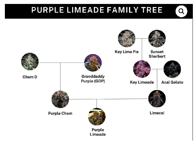 Purple Limeade Feminized – Umami Seeds