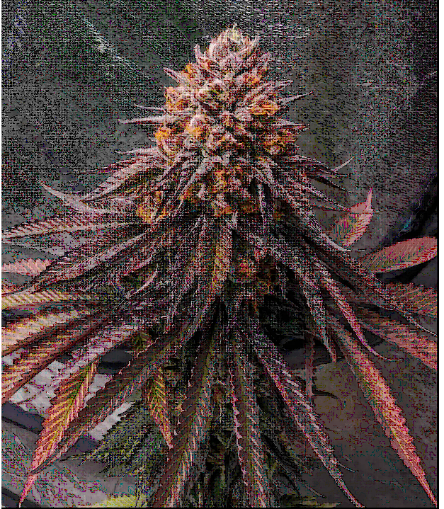 Purple Limeade Feminized – Umami Seeds