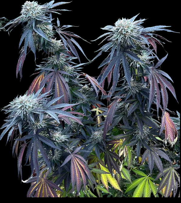 Sunset Lime Feminized – Umami Seeds